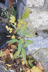 Caryopteris × clandonensis