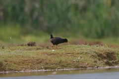 Zapornia flavirostra