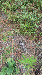 Arnoglossum