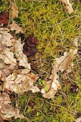 Gyromitra esculenta