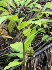 Costus dubius