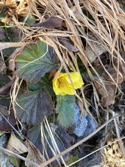 Geum montanum