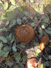 Tubariaceae