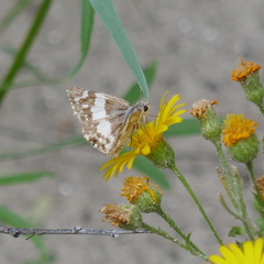Heliopetes domicella