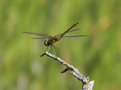 Brachymesia