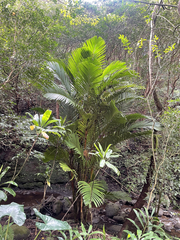 Pinanga coronata