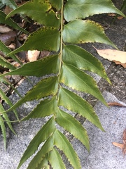 Cyrtomium