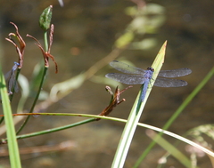 Libellula incesta