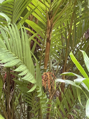Pinanga coronata