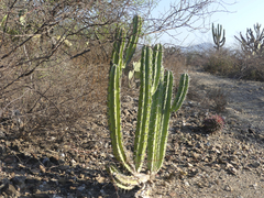 Myrtillocactus geometrizans