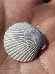 Argopecten irradians