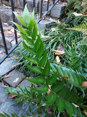 Cyrtomium falcatum