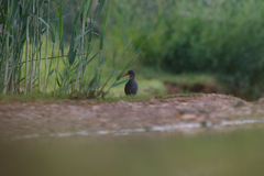 Rallus caerulescens