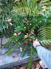 Cyrtomium falcatum