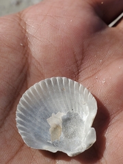 Argopecten irradians