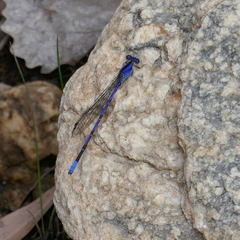 Argia extranea
