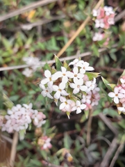 Pimelea pseudolyallii