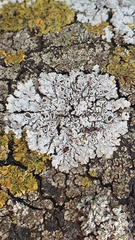 Physconia distorta
