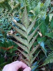 Cyrtomium falcatum