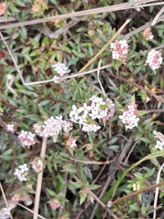 Pimelea pseudolyallii