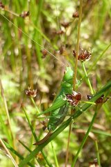 Conocephalus dorsalis