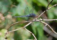 Libellula incesta