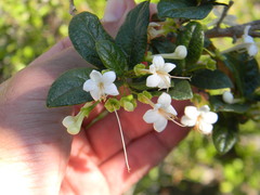 Ovieda calcicola