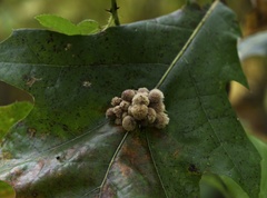 Callirhytis piperoides