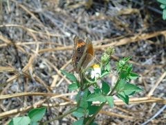 Junonia neildi varia