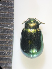 Plagiosterna aenea