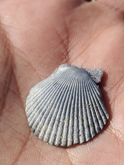 Argopecten irradians