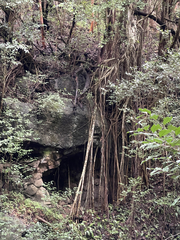Ficus