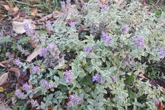 Nepeta × faassenii