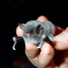 Long-fingered Bat - Photo (c) Julien Renoult, some rights reserved (CC BY), uploaded by Julien Renoult
