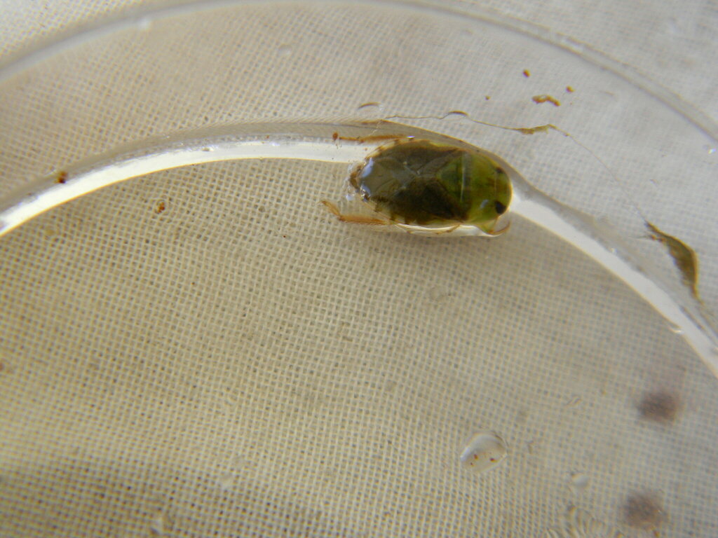 Pelocoris poeyi