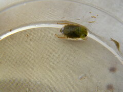 Pelocoris poeyi