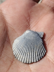 Argopecten irradians