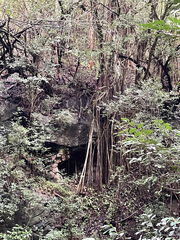 Ficus