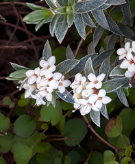 Pimelea mimosa