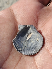 Argopecten irradians