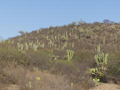 Myrtillocactus geometrizans