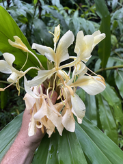 Hedychium flavescens