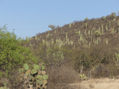 Myrtillocactus geometrizans
