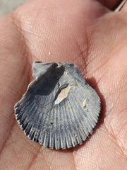 Argopecten irradians