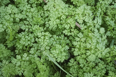 Anthriscus cerefolium