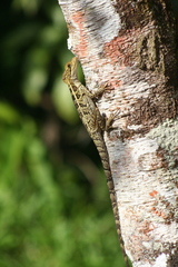 Basiliscus vittatus
