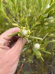 Leucadendron meridianum