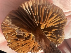 Tubariaceae
