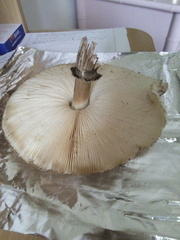 Rhacodium