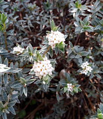 Pimelea mimosa